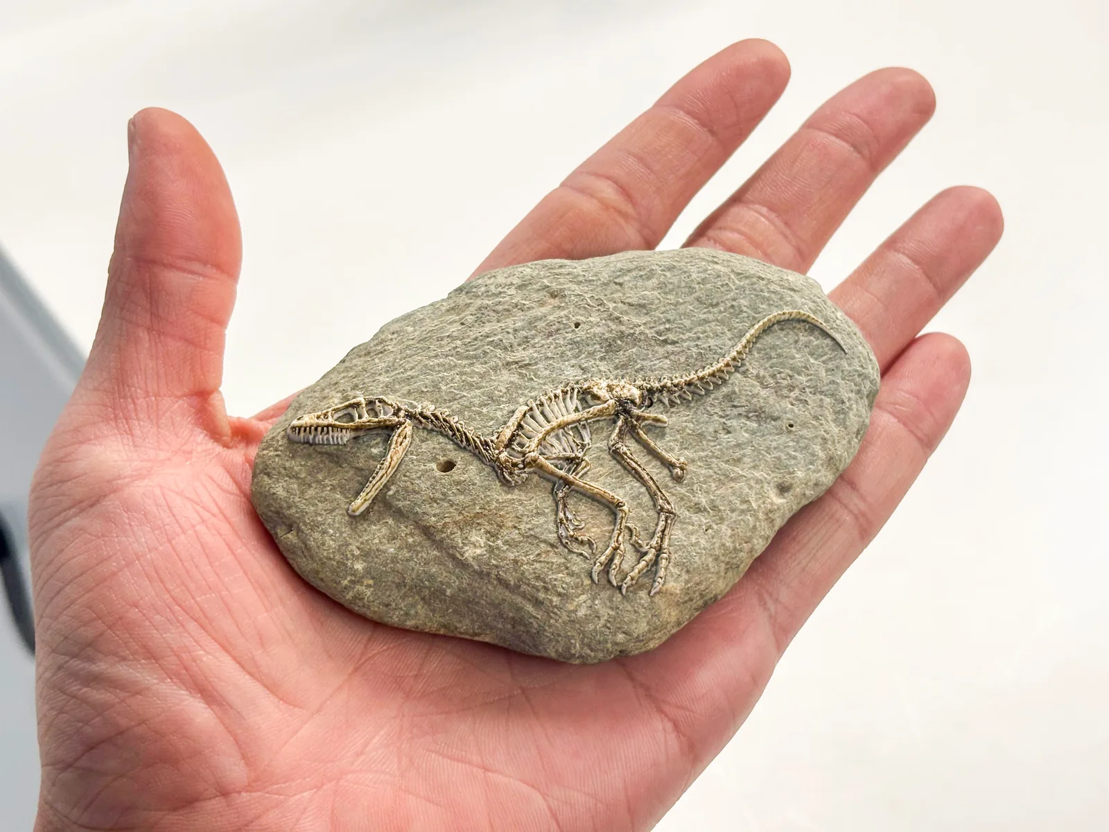 Fossil Skeleton of a Velociraptor